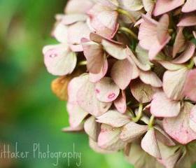 Autumn Hydrangea - 8x10 Fine art photograph