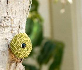 Green Olive. Bead woven round pendant/necklace. White Gold Filled chain. Minimalist style.