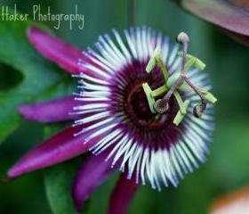 Passion Flower 10x10 fine art photograph