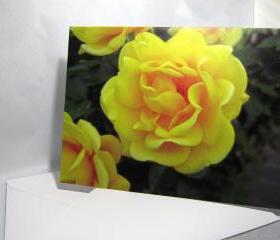 Bright Yellow Rose Greeting Card - Balboa Park Rose Garden, San Diego, California