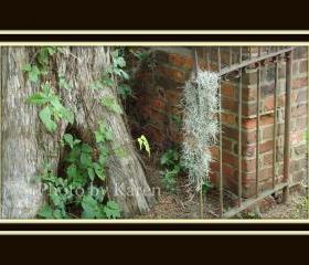 Lost Moss 5 x 7 Original Photograph, other sizes available