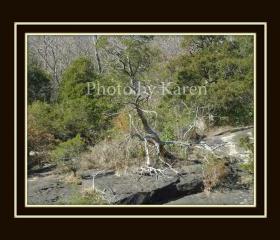 Fallen Tree 5 x 7 Original Photograph, other sizes available