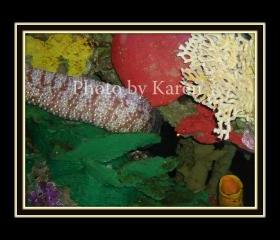 Eel 5 x 7 Original Photograph, other sizes available