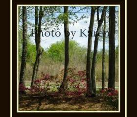 Early Spring 5 x 7 Original Photograph, other sizes available