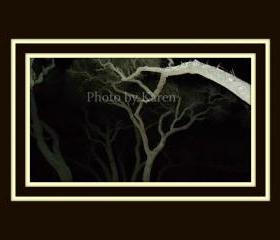 Night Watch 5 x 7 Original Photograph, other sizes available