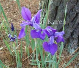 Purple Iris 5 x 7 Original Photograph, other sizes available