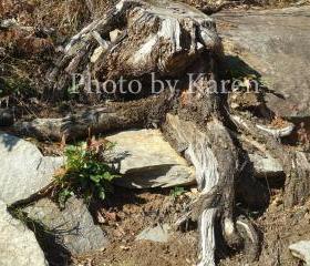 Roots 5 x 7 Original Photograph, other sizes available