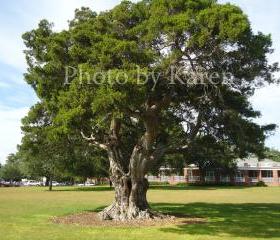 Summer Tree 5 x 7 Original Photograph, other sizes available