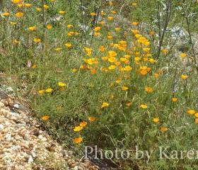 Wild Garden 5 x 7 Original Photograph, other sizes available
