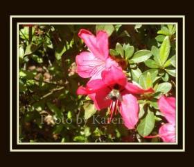 Bee Still 5 x 7 Original Photograph, other sizes available