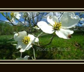Dogwood's End 5 x 7 Original Photograph, other sizes available