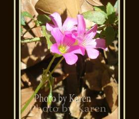 Pink Blossom 5 x 7 Original Photograph, other sizes available