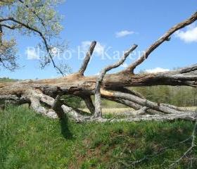 Tree Down II 5 x 7 Original Photograph, other sizes available