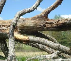 Tree Down 5 x 7 Original Photograph, other sizes available