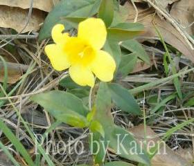 Yellow Bloom 5 x 7 Original Photograph, other sizes available