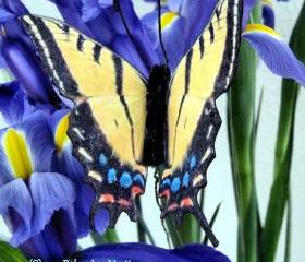 Butterfly Plant Pokes