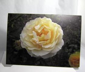 Pastel Yellow Rose Note Card - Balboa Park Rose Garden, San Diego, California