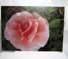 Big Pink Rose Greeting Card - Balboa Park Rose Garden, San Diego, California