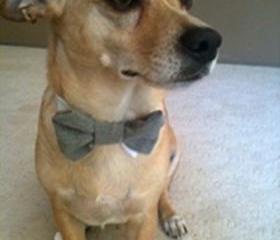 Wedding dog cuffs and bow tie