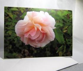 Pink Rose Greeting Card - Balboa Park Rose Garden, San Diego, California