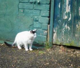 A cat in the old alley 8x8 photography print