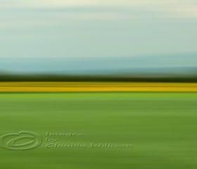 Abstract Photo, fields of green, spring photo, yellow, green, 12x18" print