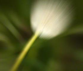 Abstract Photo, dandelion photo, spring time, green white, 12x18" print