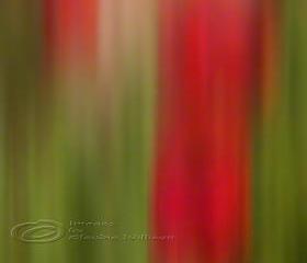 Abstract Photo poppy fine art red green print 12x18"
