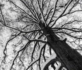 Tree Photo black & white abstract fine art print top 8x10"