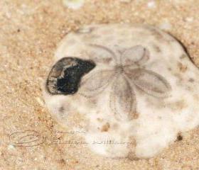 Beach Photo fossil sea star detail urchin close up sand 5x7" print
