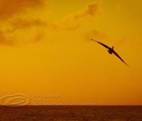 Sunset photo beach ocean dream flying orange 8x12" print