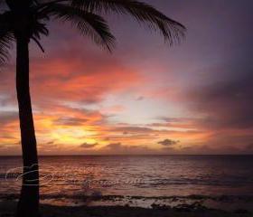 Sunset Photo ocean palm tree clouds purple orange print 5x7"
