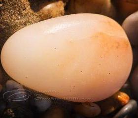 Beach photo Macro stone pebbles easter egg print 5x7"
