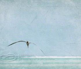 Flying seagull beach photo ocean grunge look teal print 8x12"