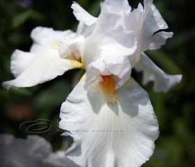 Flower Photo, iris photo, macro photo, white dream, 10x10"
