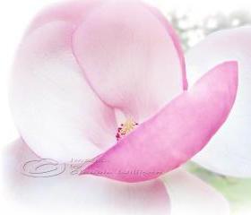 Flower Photo pink magnolia close up blossom pink light 8x10" print