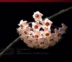 Art, Photography, Macro, bloom, high key, dream, air, soft, pink, magnolia, nature photography, wall decor, flower photo, magnolia photo, art photo, macro photo