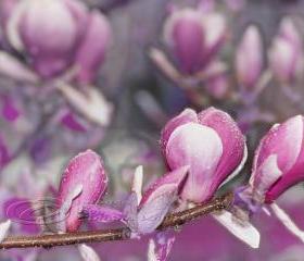 Flower photo, spring photo, spring time, Magnolia photo, purple 5x7"