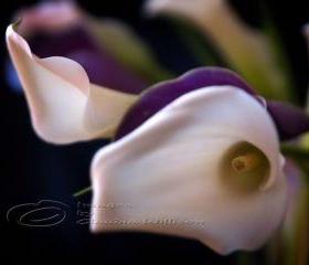 Calla Lily Photo, Flower Photo, purple, white, 5x7" print