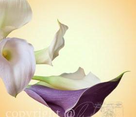 Flower Photo, calla lily photo, purple white yellow, 5x5" print