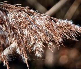 Flower Photo grass photo ice crystals warm colors 8x12" print