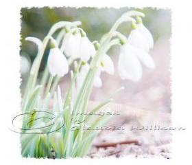 Flower Photo, snowdrops, dreamy white spring photo, easter, 8x8" print