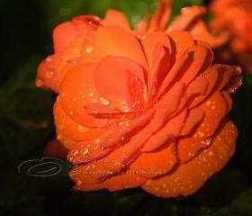 Flower Photo, Begonia photo, raindrops photo, orange 8x10" print