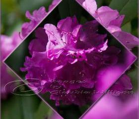 Flower Photo, spring time, purple photo, pink light shade contrast, 5x5" print