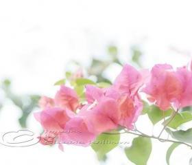 Flower Photo, bougainvillea pink white light dreaming, 5x7"