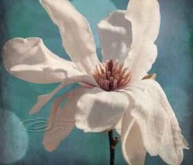 Flower photo home decor white magnolia spring fine art, 12x12" print