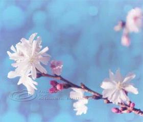 Spring photo home decor white blossom pink dream fine art 11x14" print