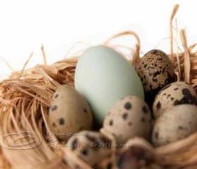 Eggs nest Easter photo home decor fine art still life 8x12" print