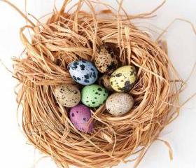 Easter photo Eggs nest home decor still life pink yellow blue green 10x10" print