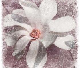 White magnolia flower photo home decor spring fine art, 10x10" print